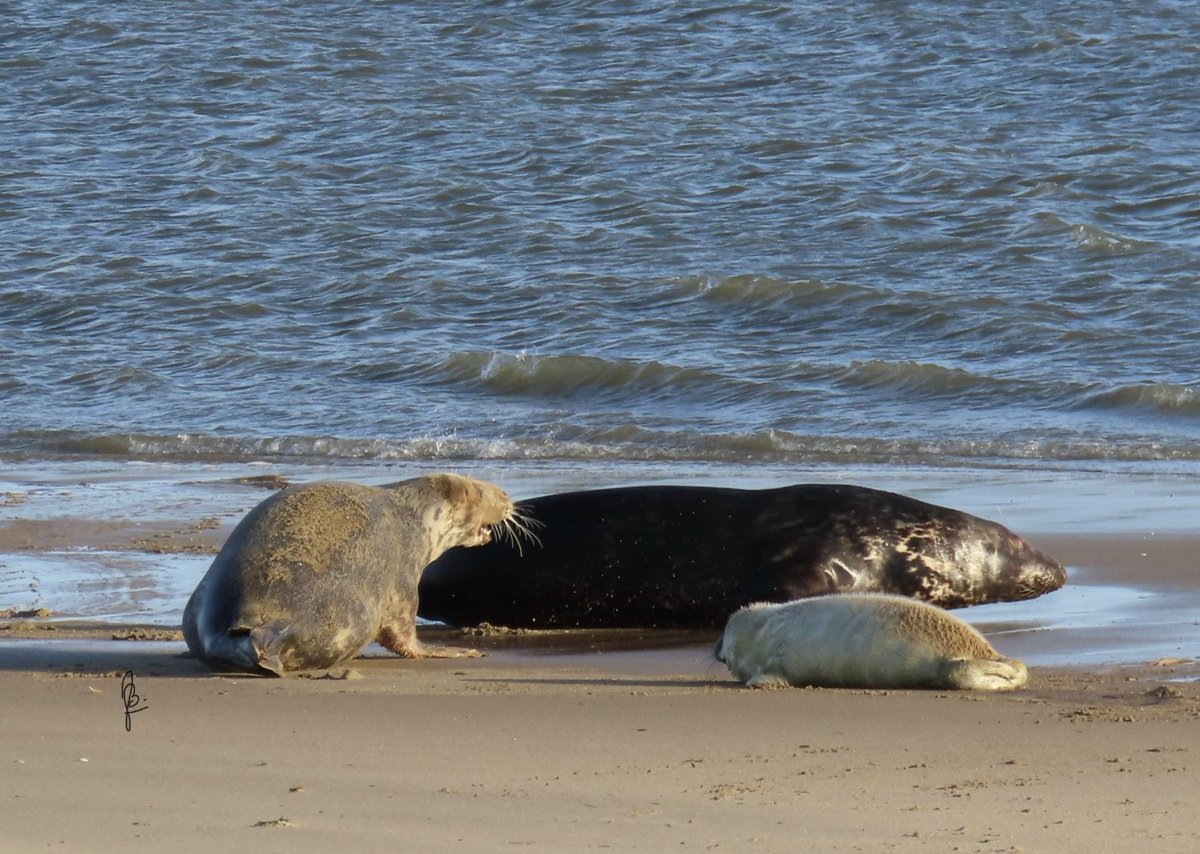 Jan Buitink tweet media