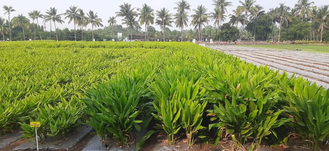 BDJade1's tweet image. Spices consumption in Indian diet is increasing,   Spices are cultivated in 44.87 Lakh ha area and it&apos;s productivity is just 950 Kg/Acre. Adoption of drip fertigation is needed to improve productivity of Spices, farmers can earn good economical returns.
#AjitJisl #JainIrrigation