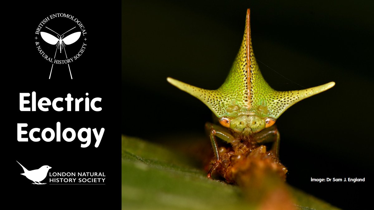 ⚡ Explore the secrets of static electricity in nature!

Join Dr. <a href="/SamJakeEngland/">Sam England</a> on Jan 23, 6-7 PM GMT for a FREE webinar on how pollinators, parasites, &amp; prey harness electrostatic forces to thrive. 🦋🐾 <a href="/LNHSoc/">LNHS</a> <a href="/BritEntSoc/">BENHS</a>

🎟 Book now: eventbrite.co.uk/e/1111832162929