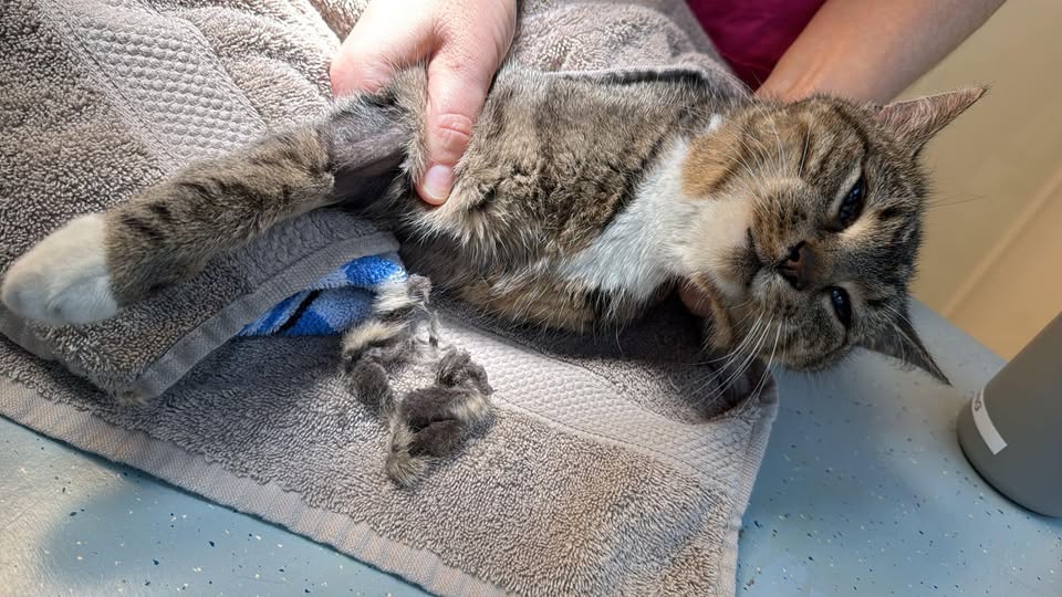 Kat mogelijk vergiftigd gevonden in Oldenzaal