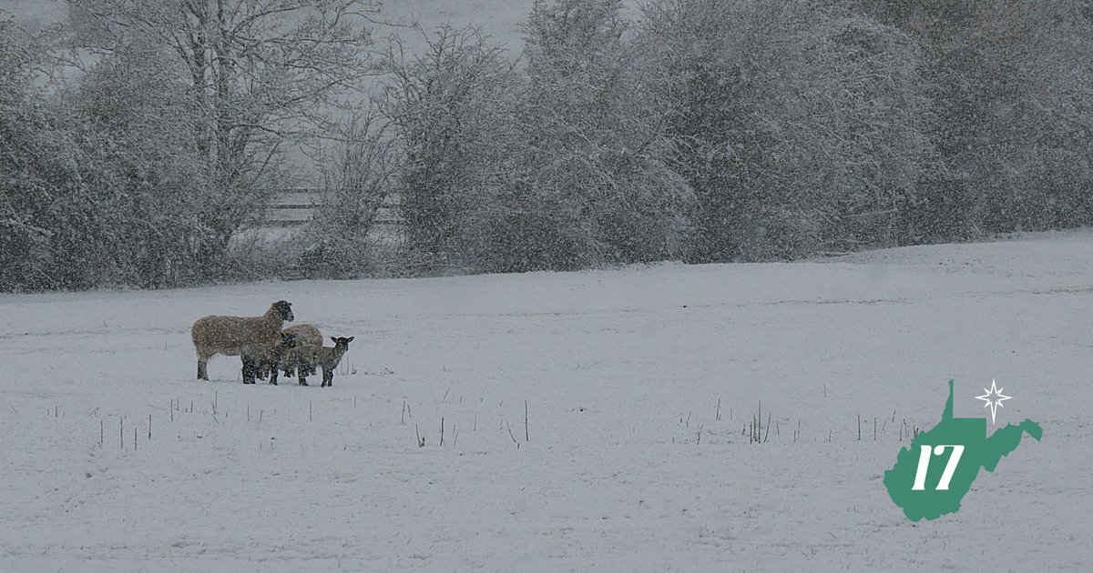 wvcsb's tweet photo. "For this is what the Sovereign Lord says: I myself will search for my sheep and look after them." (Ezekiel 34:11) #advent #inandthroughwv 🕯️ Jesus is the Good Shepherd who seeks and saves the lost. https://t.co/uOj6Rc4ixb