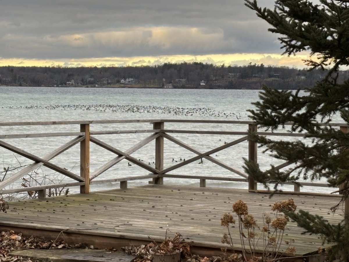 waterkeepermark's tweet image. Such a beautiful time on St Lawrence River with all the wintering diving ducks rafting on weed beds. The migratory flyways through the Great Lakes are in the DNA of the ecosystem. @swimdrinkfish #biinaagami