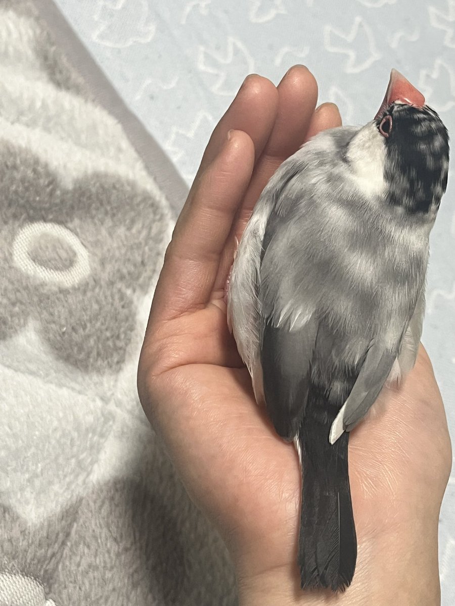 khk_msr's tweet photo. 呟き少なめですが、鳥たちは暖をとり元気にしてます🍀*゜
最近のぎんちゃん(文鳥)とぺーちゃん(キンカ鳥)です！！ https://t.co/QNsbb9NH76