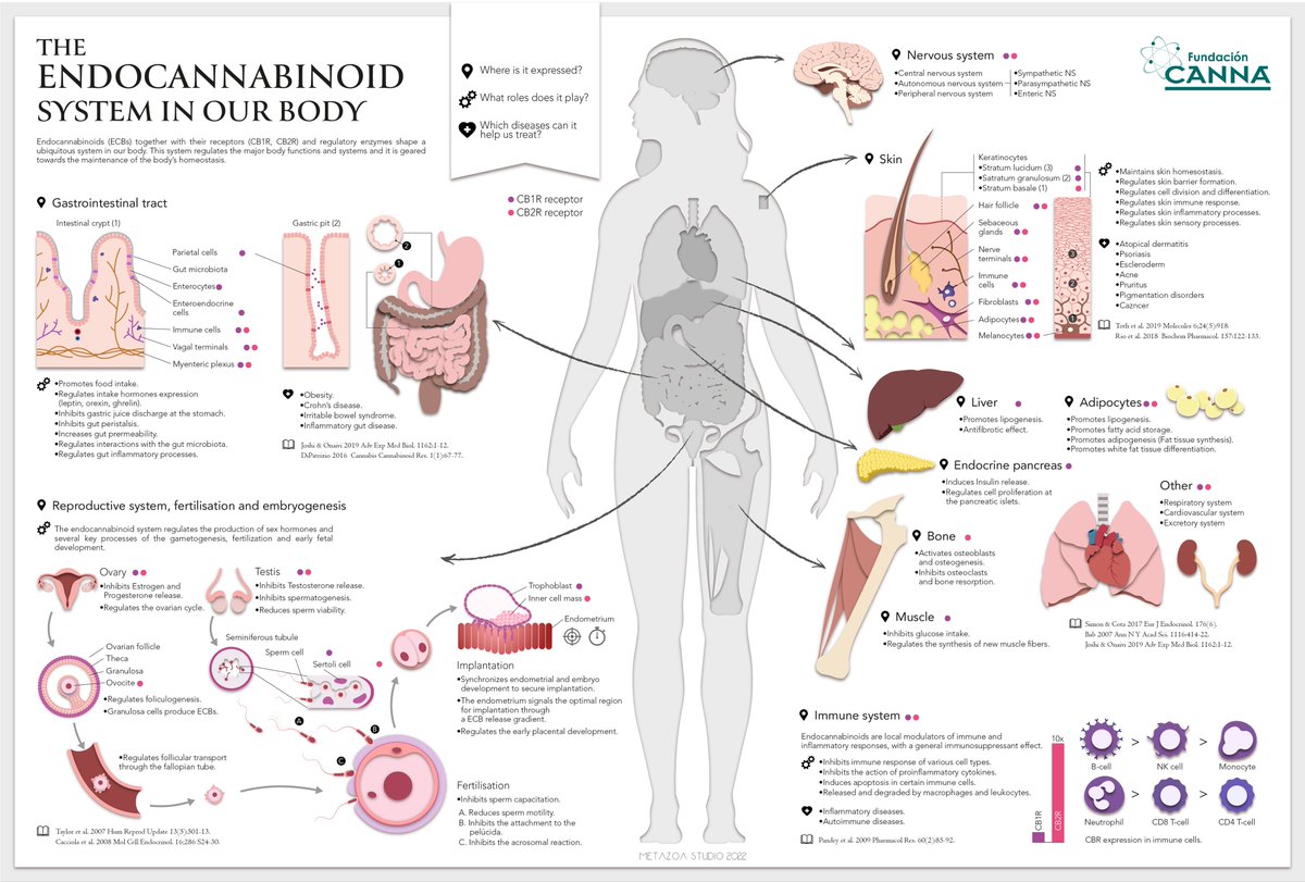Great infographic.

Everyone knows about our nervous system, circulatory system etc. Look forward to people/medicine understanding and paying attention to the endcocannabinoid system in the same way.

We are identical to nature - the more we realize that the happier we will be.