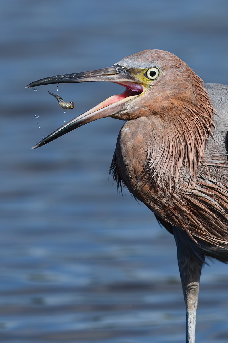 A Reddish Egret snaps up a tiny fish for breakfast. Reddish egrets are flamboyant hunters, chasing their prey, extending their wings and striking with precision. Photographed with my <a href="/NikonUSA/">NikonUSA</a> Z 9 and 600mm f/4 TC lens. 
#nikonambassador #birdphotography