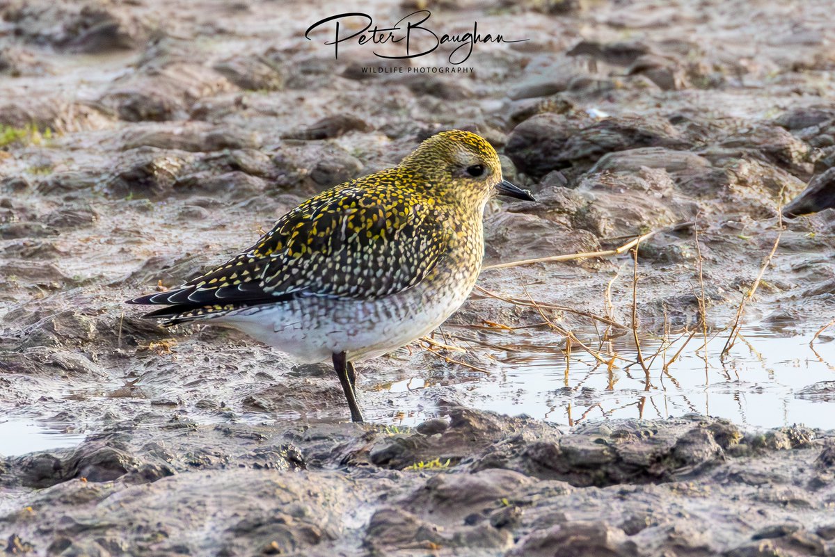 Peter Baughan tweet media