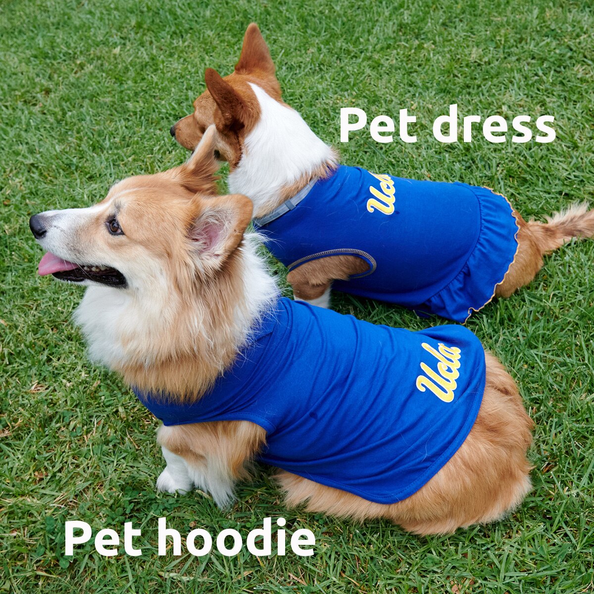 Gather the whole pack, <a href="/UCLA/">UCLA</a> Bruins fans, and get your pups in their best attire for the holidays! <a href="/TheUCLAStore/">UCLA Store</a>  #uclabruins #ucladog #dogclothing  #dogproducts #holidayready #bruinsfans #pups #dogfashion #uclastore #madeintheusa #allstardogs