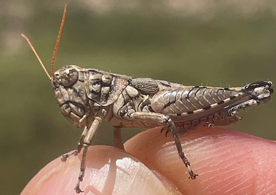 🦗1️⃣6️⃣ grasshopper species, most of them endemic to the Chihuahuan Desert, Sierra Madre Occidental, and the South Texas Plains, were described as new to science.

Learn more about them here: doi.org/10.3897/zookey…