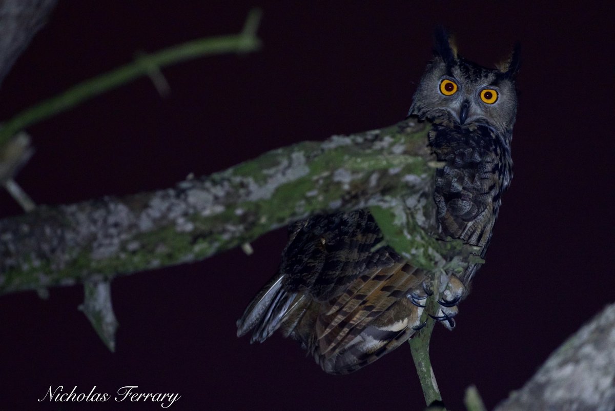 Nicholas Ferrary (@nicholas2046) on Twitter photo Finally, last night, after years of countless early morning patrols in the nature reserve, I managed to catch a glimpse of the king of the night: our very own resident Eagle Owl. <a href="/GibraltarNR/">Gibraltar Nature Rerseve</a> <a href="/ThinkingGreenGI/">Thinking Green GI</a> Finally, last night, after years of countless early morning patrols in the nature reserve, I managed to catch a glimpse of the king of the night: our very own resident Eagle Owl. <a href="/GibraltarNR/">Gibraltar Nature Rerseve</a> <a href="/ThinkingGreenGI/">Thinking Green GI</a>
