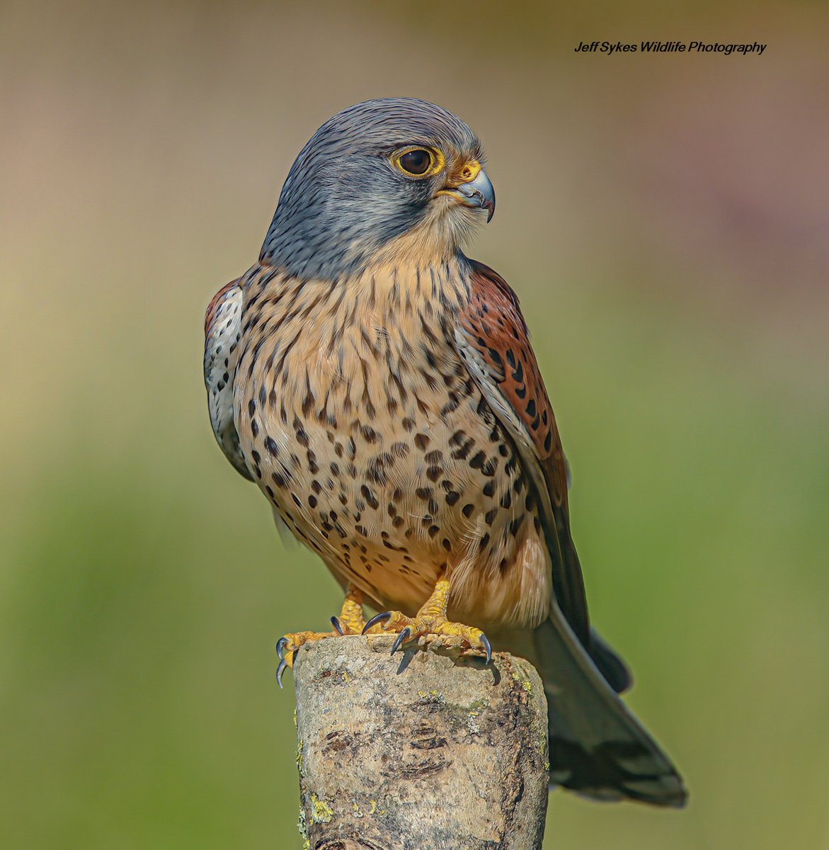sykesjeff's tweet photo. Meet Kevin the Kestrel ( Wild ) he's around 10 years of age now, if you think he's still a beauty give him the retweet he deserves. https://t.co/E3EflupgvE