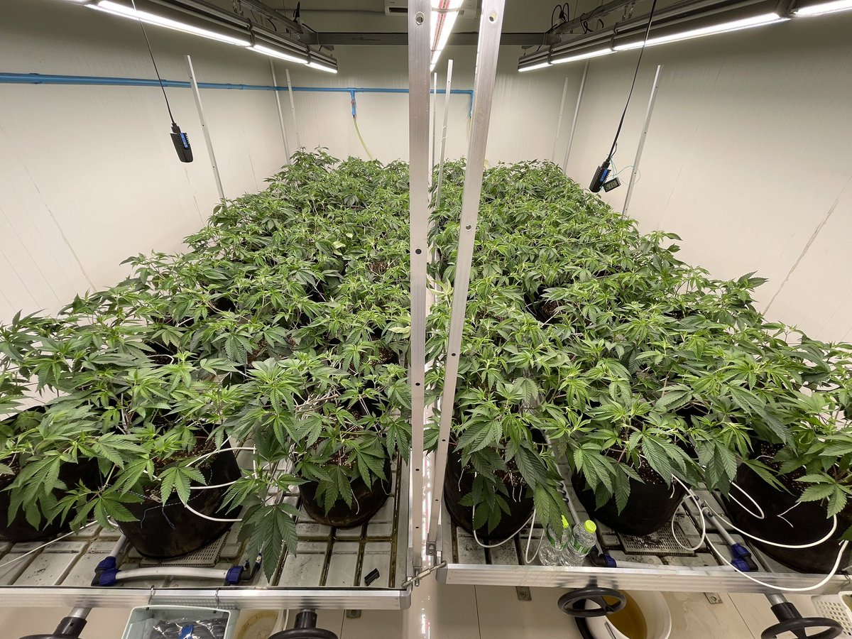 HFW937's tweet photo. New grow week 3, soon start flowering. New circle of hope, worry, joy, frustration, calm. Nothing is easy. https://t.co/bp8zkTPfFw