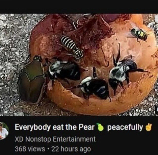Everybody eat the Pear 🍐 peacefully ✌🏼