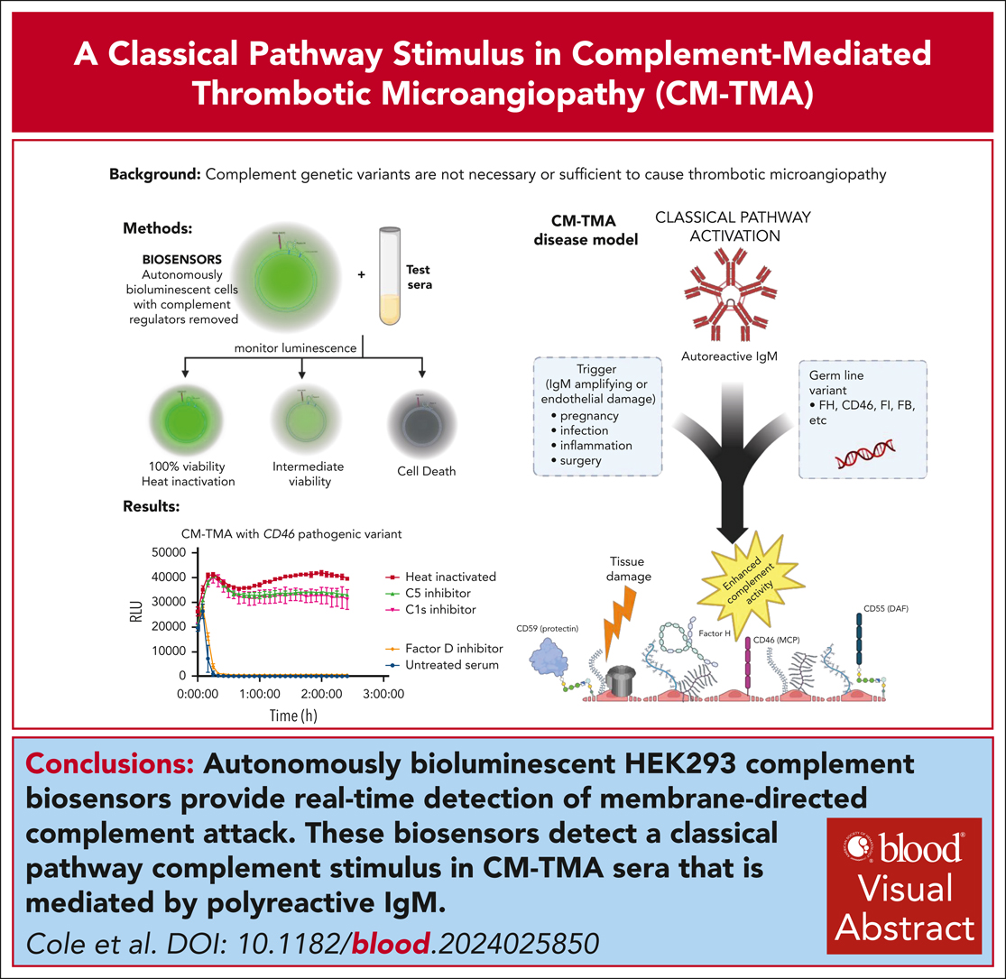 CM-TMA has a classical pathway stimulus driven by polyreactive IgM, addressing why 40% of CM-TMA lack complement-specific variants. ow.ly/ISuO50Uq9rH #thrombosisandhemostasis #immunobiologyandimmunotherapy