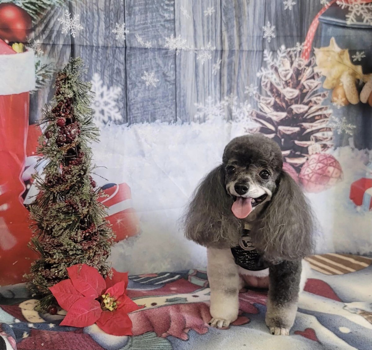 Come join us this Sat Dec 21st for our annual Christmas/Holiday stream starting at 8pm EST 7pm CST 5pm PST. There will be, Sing a longs, Reading by @Plated, Transmog contest at 11pm EST, and surprise Giveaways throughout the night. Hope to see you for the evening @Wowgrandma78