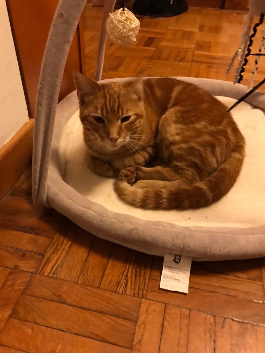 ‼️GATO ATOPADO EN #BARBADÁS. Prégase difusión.
Estaba na aldea das Lamas, na Valenzá. É un macho (sen esterilizar e sen chip) de pelaxe laranxa, moi agarimoso e afeito ao contacto coas persoas. Moi ben coidado e sano. Ten as unllas recén cortadas. Difundide 🙏🏻