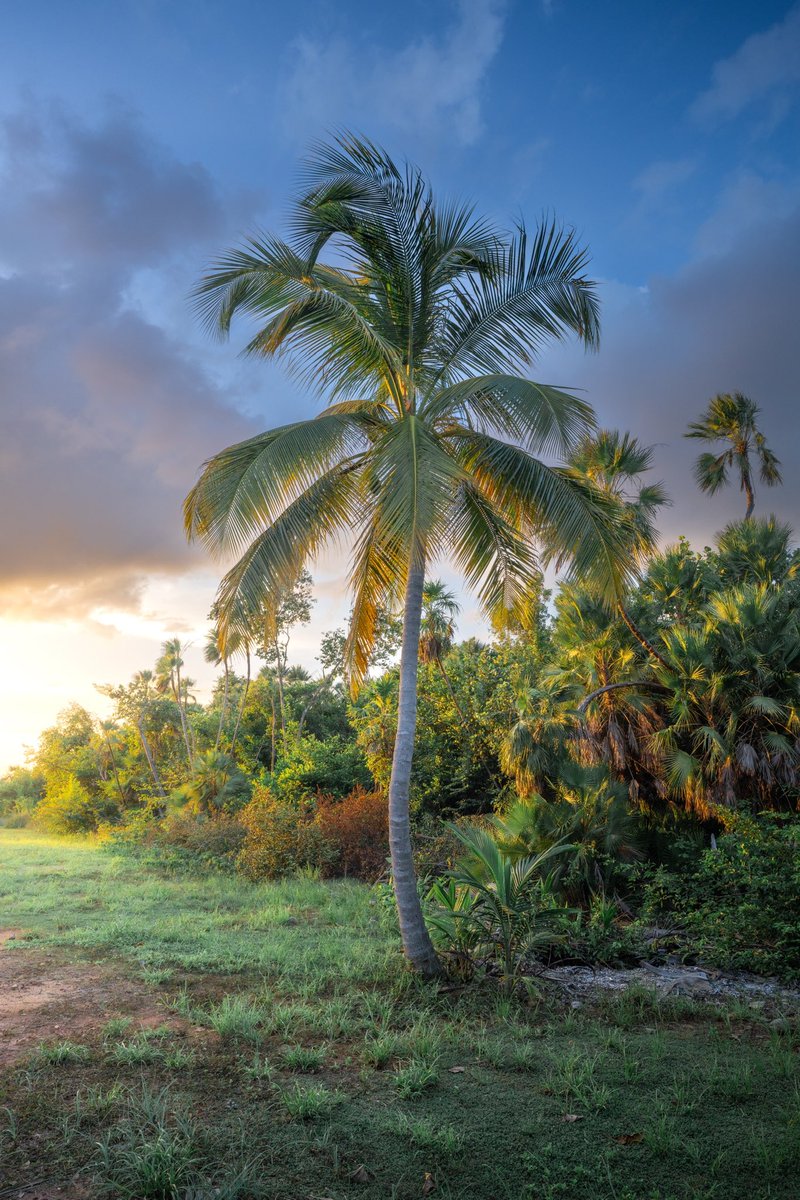Swaying palms at sunset in Belize