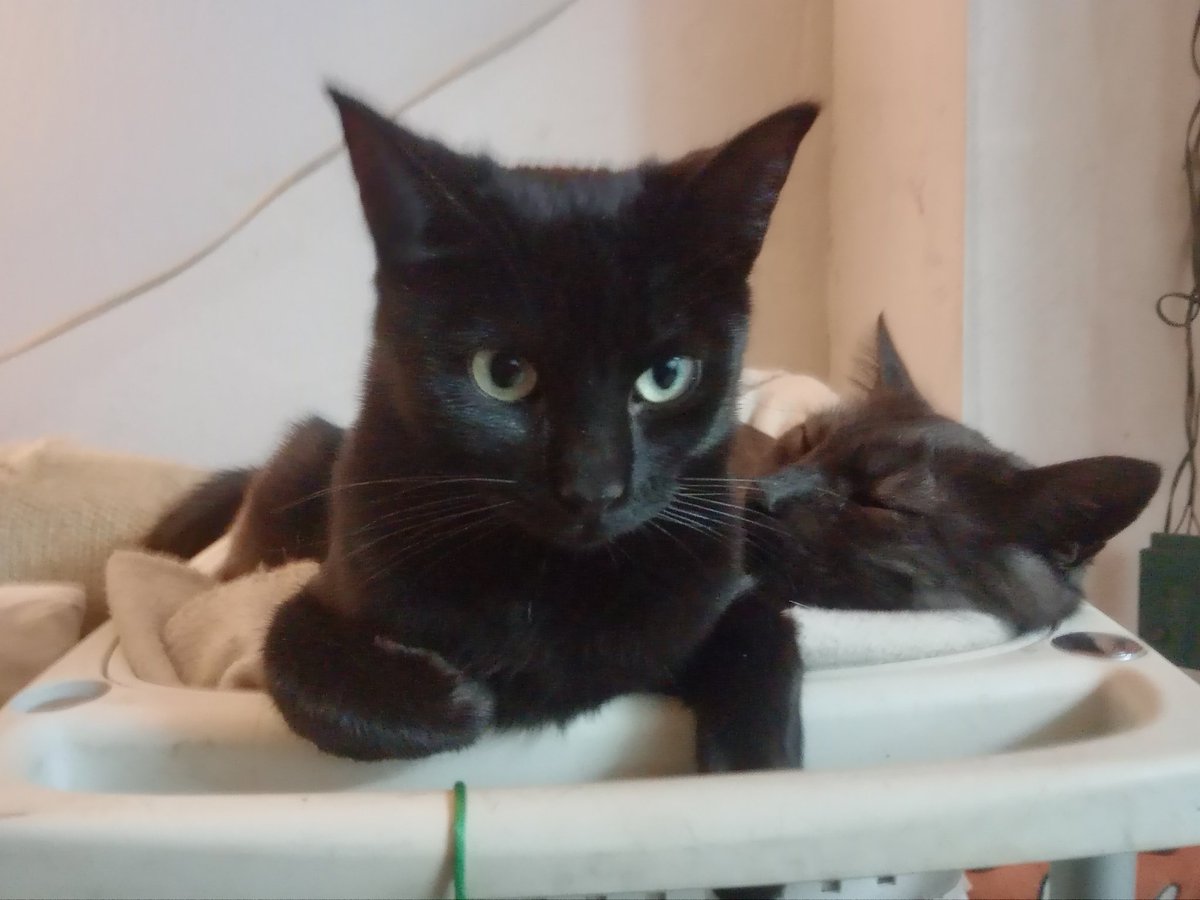 Haidarx_'s tweet photo. ❤️ #Mini #Ronie #Siri #Nefertiti y #Nena ❤️ ya están esterilizados! Una mamá y sus 4 peques que tendrán una vida más digna, larga y feliz. ¡Esterilizar es amor! #PlanCER #GatitosDelValle https://t.co/4pUTV3iD4M
