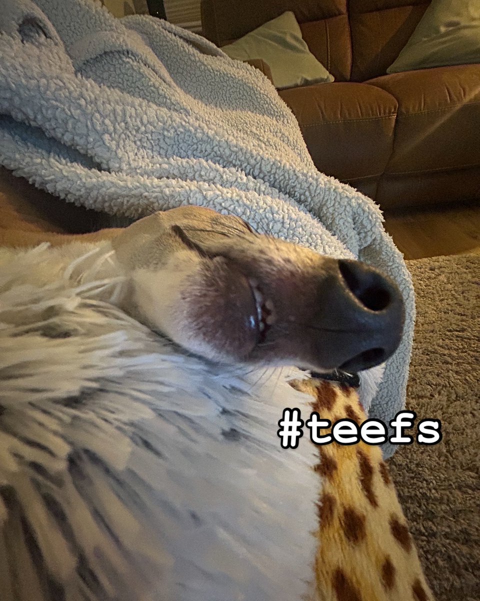 Clara Cluck tweet media