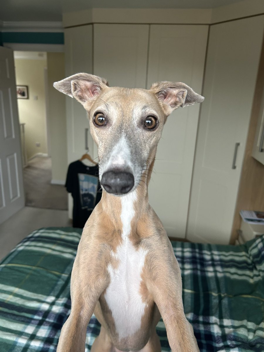 Clara Cluck tweet media