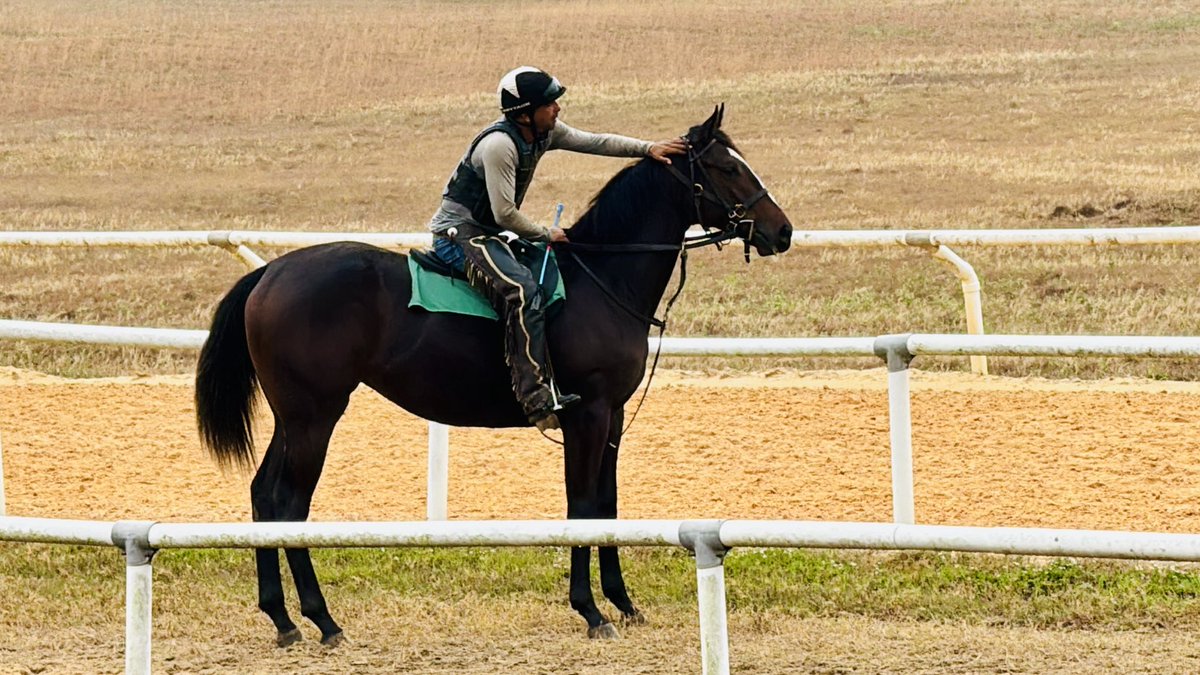 SummerMayberry's tweet photo. Exciting morning for all of us at Mayberry Farm, as NYMUE (War Front/ Zenyatta filly) takes her first steps on the track today! https://t.co/bqQLzqDYYP