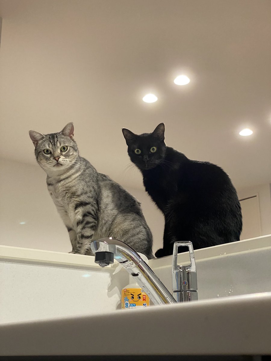 おはようございます😺
いよいよストーブを投入しました🥶灯油も高くなりエアコンとストーブどちらが経済的なんでしょうね🤔
今日もよい1日を✨