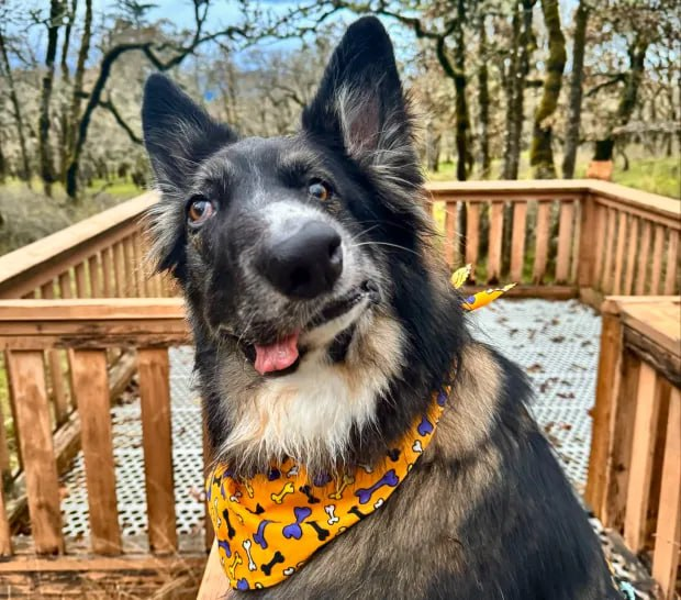 They say a smile is worth a million bucks. I say this dogs is worth at least 10m. 

$BRODIE
22UaSSL6c6TYLexhaxWisq2mDaRTzNDX1X222anPpump