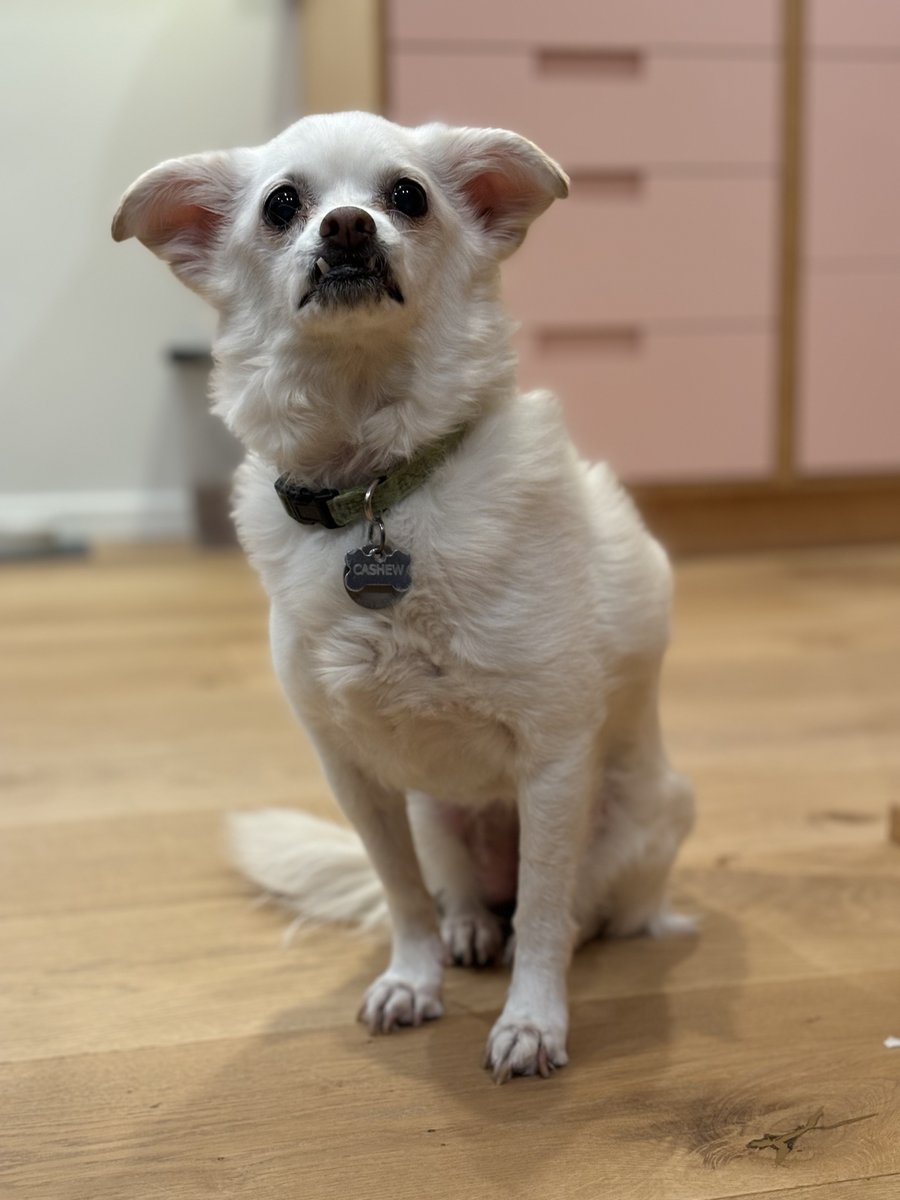 Cashew is hoping everyone is having a wonderful winter break! Happy Cashew Monday!