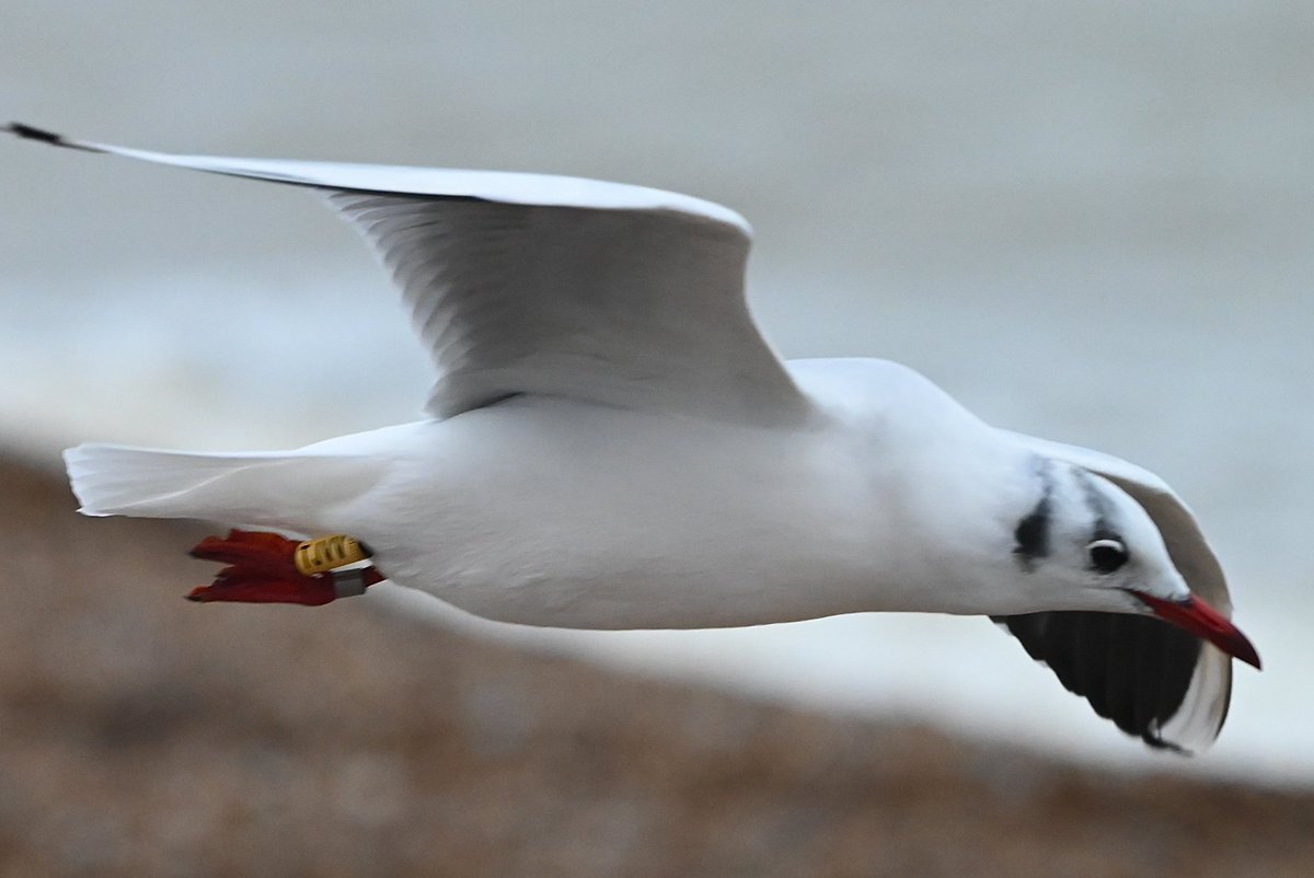 LosBirder's tweet photo. At the Fishing Boats at Dungeness this afternoon, in gloomy conditions, the ever present TJVV, which as usual came to bread, a Caspian Gull stood watching amongst the Herring Gulls. https://t.co/XdlrxGgGwp