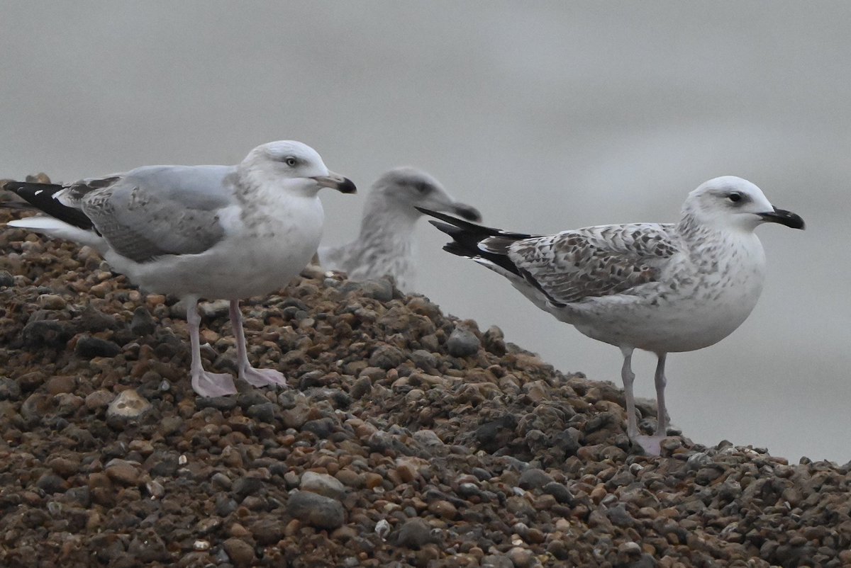 At the Fishing Boats at Dungeness this afternoon, in gloomy conditions, the ever present TJVV, which as usual came to bread, a Caspian Gull stood watching amongst the Herring Gulls.
