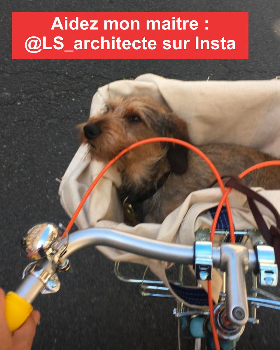 colinecm's tweet photo. Un chien que je connais a été volé à Paris. N'hésitez pas à partager pour qu'il puisse retrouver son foyer. Le monsieur qui l'a pris a été vu plus tard, hagard, dans la ligne 13 (direction Châtillon) avec Otto dans un tote-bag bleu "Villa Medici"👇 https://t.co/u0JVc69LOL https://t.co/IZhZz1Fs4U