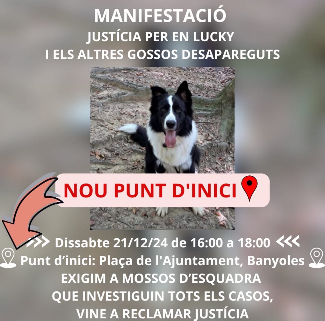 punsix's tweet image. La família d’en Lucky, el gos de Navata sostret l’11 de novembre, convoca una manifestació a Banyoles dissabte a la tarda amb la resta de famílies de gossos desapareguts per exigir als @mossos que investiguin tot els casos. Reclamen justícia.