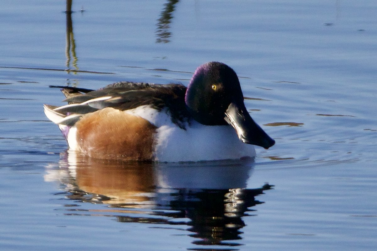 Join us on Saturday next (21st Dec) for a festive birding walk along the coastal fields at the East Coast Nature reserve in Newcastle where we hope to see the wildfowl and waders now in residence there. Meet at Railway Level Crossing, Sea Road, Newcastle at 10:00 hours.
