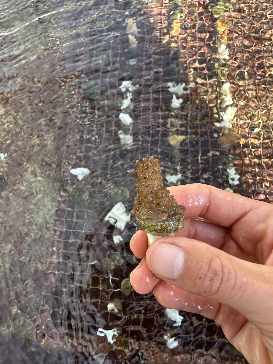 These corals were subjected to a 2 mo heat stress that finished 2 mo ago, resulting in bleaching across all samples. Some have regained significant color, while others remain bleached but are alive. This helps us understand coral bleaching and recovery at the individual level.