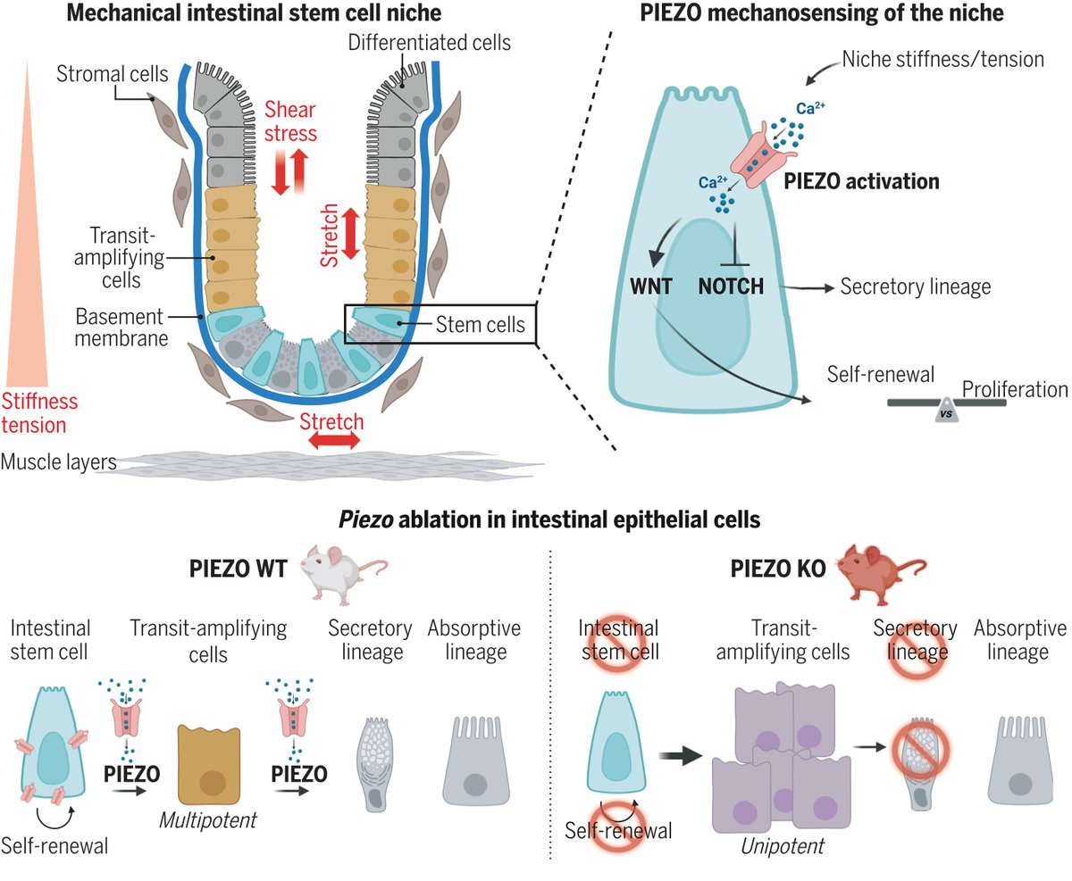 Dr. Meryem Baghdadi (@baghdadi_mb) and researchers in Drs. Danijela Matic Vignjevic's (<a href="/DMVlab/">Danijela Matic Vignjevic</a>) and Tae-Hee Kim's labs showed how #PIEZO channels affect stem cell function and survival in the intestine.

📍<a href="/ScienceMagazine/">Science Magazine</a>: bit.ly/49ldjTP
🎧: bit.ly/4feWyLF