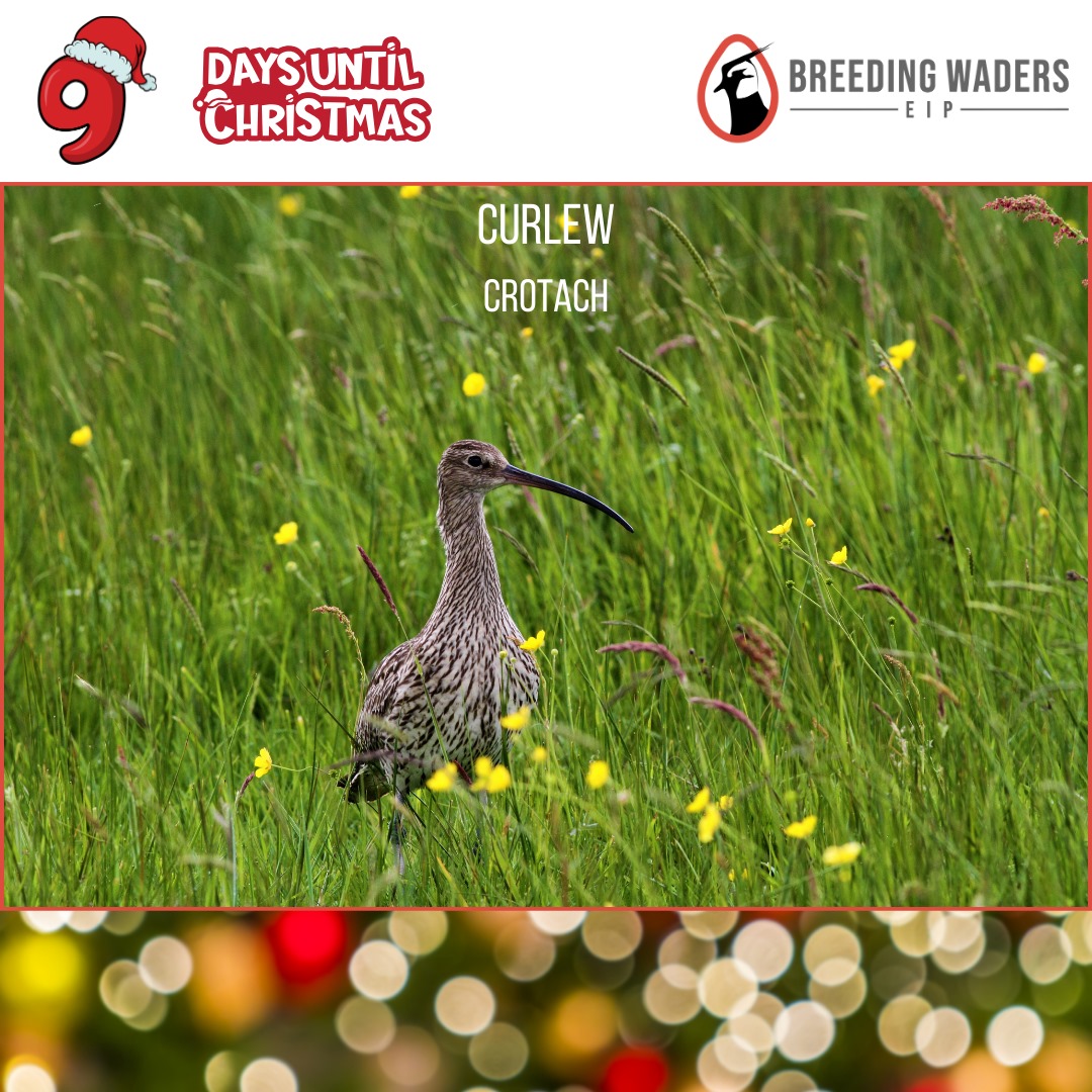 Countdown to Christmas
9. Curlew, Crotach(as gaeilge)
Ireland's largest Wader, with unmistakable long curved bill. The Curlew's call is one of the most evocative sounds in the Irish countryside. Remnant breeding populations  are confined to pockets of raised and blanket bogs, wet