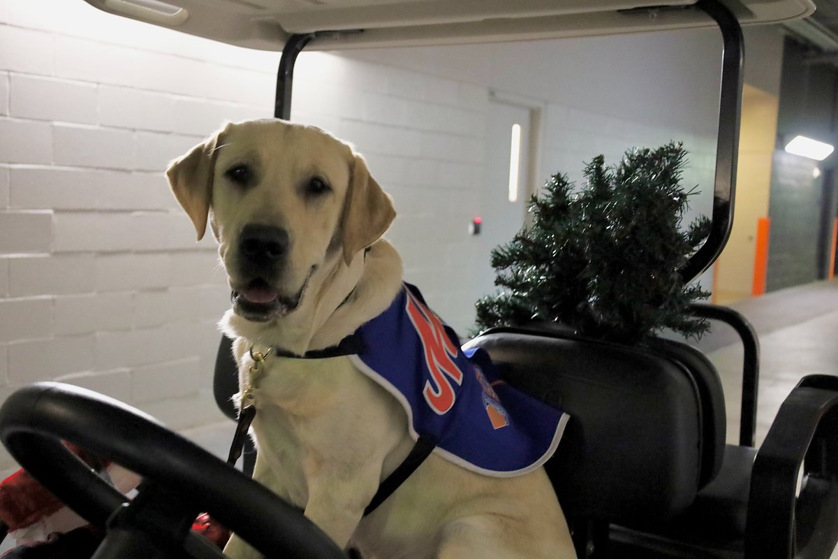 MetsVetDog's tweet photo. Get in! We're going π shopping!! #12DaysofBuddy https://t.co/tbSnrchmvn
