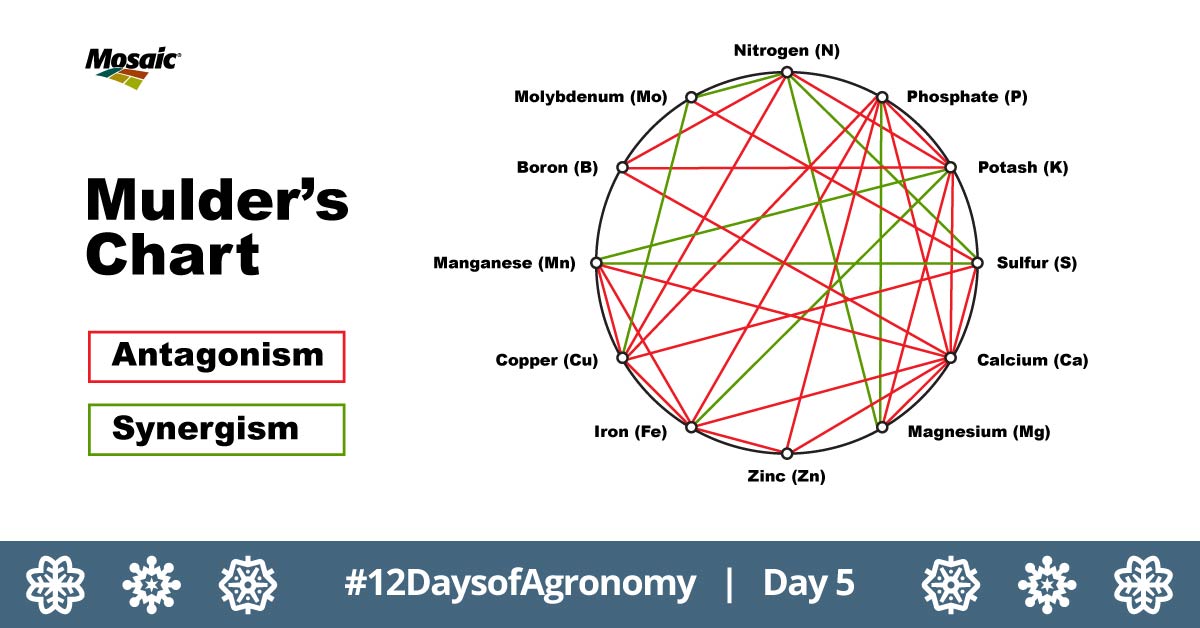 Crop_Nutrition's tweet image. For more than 70 years, agronomists have turned to #MuldersChart to see how nutrients interact with each other — both positively and negatively — to result in crop yields. Explore our interactive version here: bit.ly/4iyI9wv #12DaysofAgronomy