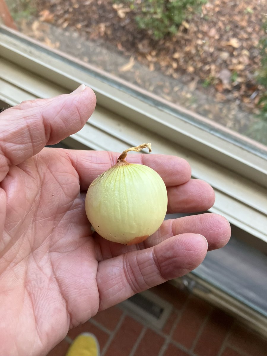 K. S. Manning, PhD ❇ tweet media