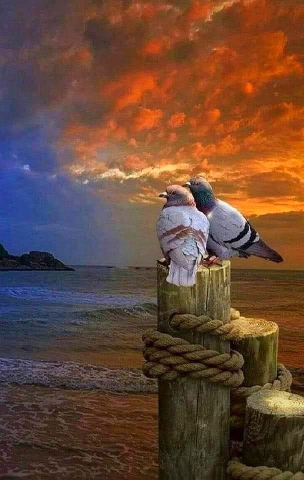 𝑨𝑳𝑯𝑨𝑴𝑨𝑫𝑰 tweet media