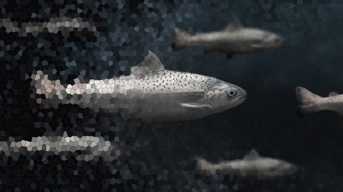 livablefuture's tweet photo. “Genetically engineered salmon was a non-starter for me after weighing the benefits and risks to society. The collapse of GE salmon provides a cautionary tale for other companies that are working on new GE food animals.” —Dave Love #CLFExpert
https://t.co/NiE6BcmSHy https://t.co/tGqlWqzUHe