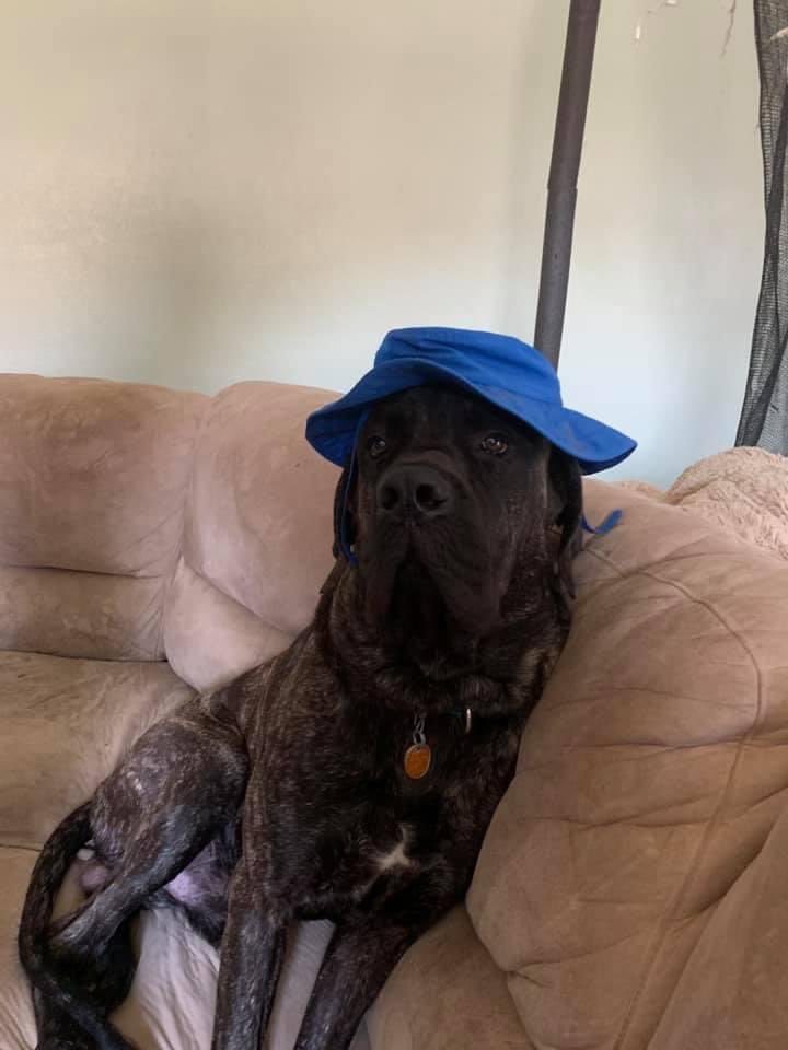 FightForFi's tweet photo. @PuppiesIover English mastiff…handsome Hagrid https://t.co/O5LbtRXcZJ