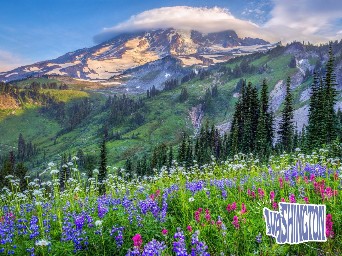 SageScottKC's tweet image. Wildflowers &amp;amp; fresh air at Mount Rainier 🏞️ = the perfect Seattle escape. Who’s ready to hike? 
rfr.bz/te899e3
#ExplorePNW #DayTrips