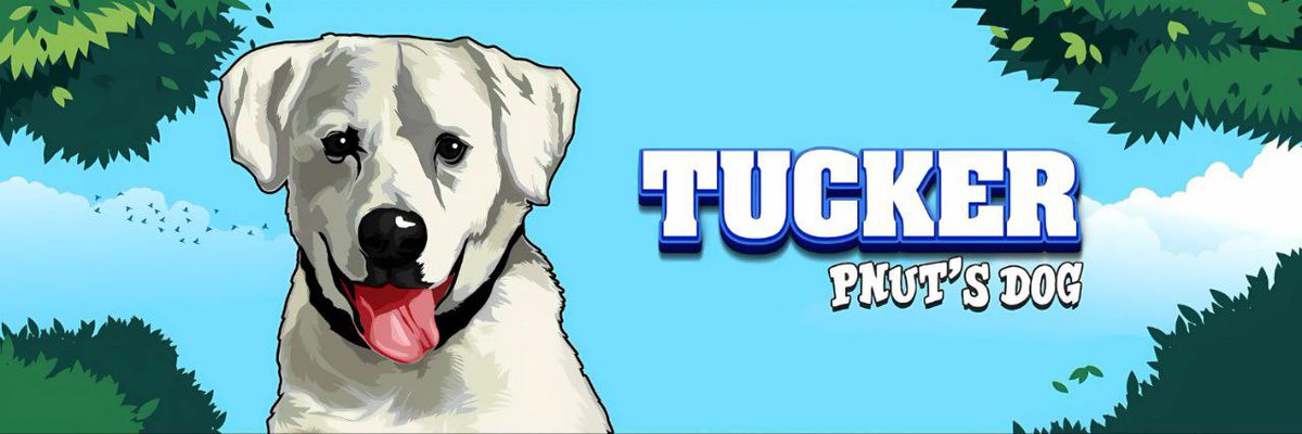 madxmax90's tweet photo. @nft_oliii The ticker is $TUCKER 

$TUCKER ( CTO ) Pnut’s brother 🐶🐿️

BDbhJUMgQBQ1bJTKhSS9NsxZdfaiBG6Hgp8qNKpc3YSX
@TuckerSolCTO https://t.co/JtFNgXTdsn