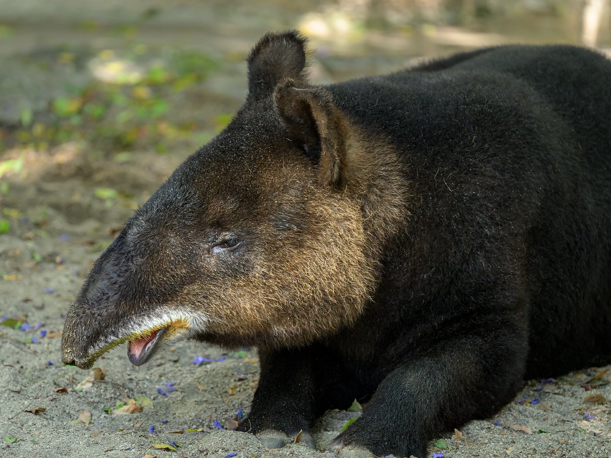 "We love you, Inca!" we all say in unison. 
Inca is 27 years old, making her the oldest mountain tapir in human care. She is one of only THREE mountain tapirs in North America—and the only female. Inca loves pool time, snacking, and snoozing. 😴❤️