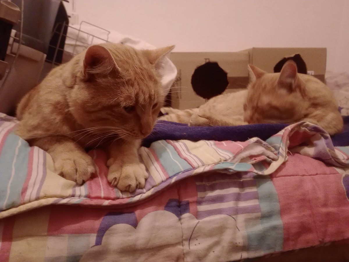 Haidarx_'s tweet photo. Rubios en casa! #Ronie #Mini ❤️ https://t.co/JlQh8aMy3N
