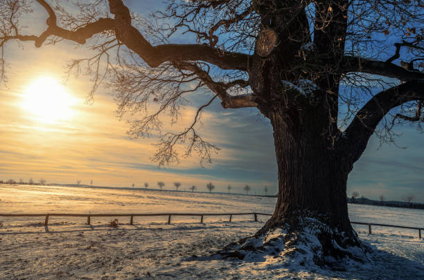 witchwalk's tweet image. The tree that has weathered hundreds of Winters is patient with the seasons, always assured Spring shall come! Winterheart, know you not that trust melts the frozen heart? Thaw! Your world mirrors your heart! Within you lies the flowering of heart's Springtide!