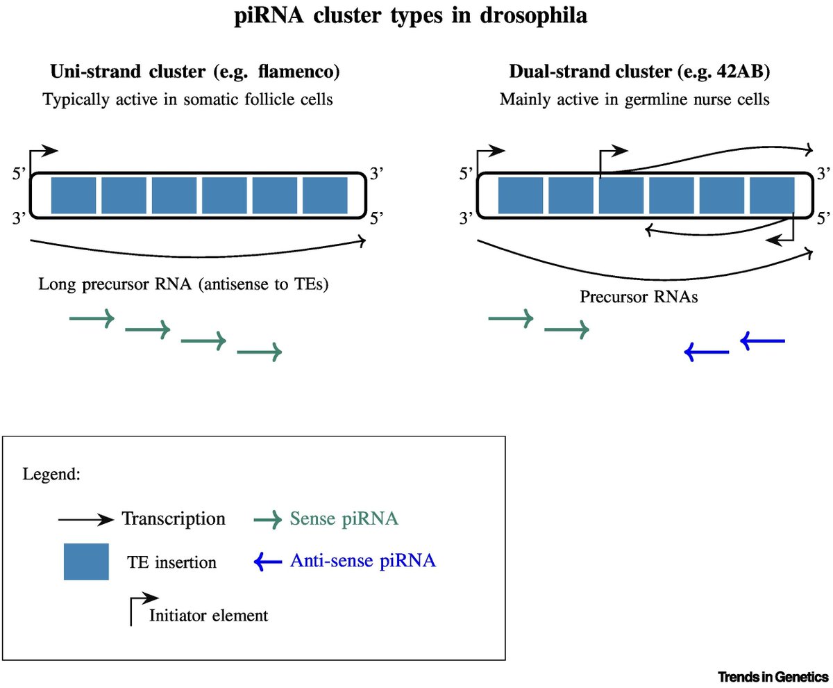 sRNAPapers's tweet image. Evolution of piRNA-guided defense against transposable elements cell.com/trends/genetic…