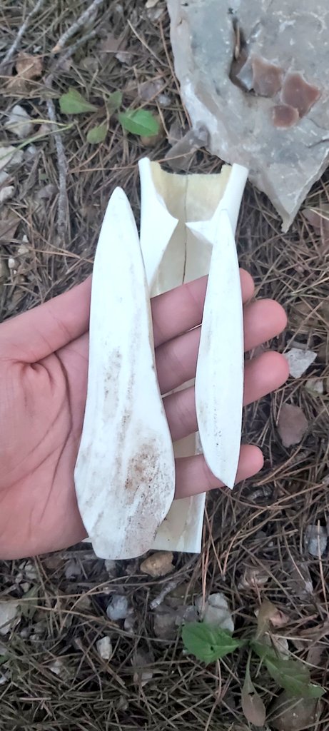 samawi_osama's tweet photo. #Knapping #Bones
Just made my first bone tools for pressure flaking. Such a great Christmas gift 🎄 — thanks, @arb_rufi! https://t.co/lutfYtnx60