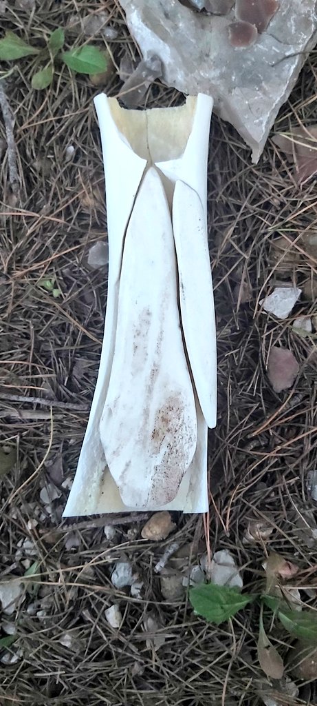samawi_osama's tweet photo. #Knapping #Bones
Just made my first bone tools for pressure flaking. Such a great Christmas gift 🎄 — thanks, @arb_rufi! https://t.co/lutfYtnx60
