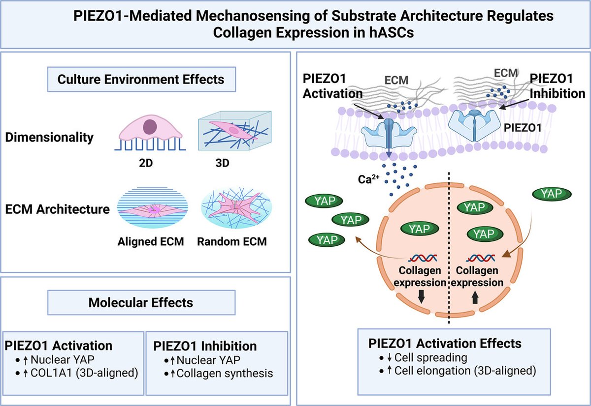 Acta Biomaterialia (@actabio) on Twitter photo Professor Farshid Guilak: PIEZO1-Mediated #Mechanotransduction Regulates Collagen Synthesis on Nanostructured 2D and 3D Models of Fibrosis <a href="/Farsh_G/">Farshid Guilak</a> <a href="/Guilak_Lab/">The Guilak Lab</a> <a href="/washumedicine/">WashU Medicine</a> <a href="/shrinershosp/">Shriners Children's</a> <a href="/wustlcrm/">WashU Center of Reg Med</a> <a href="/WashUengineers/">WashU McKelvey Engineering</a>
sciencedirect.com/science/articl⦠Professor Farshid Guilak: PIEZO1-Mediated #Mechanotransduction Regulates Collagen Synthesis on Nanostructured 2D and 3D Models of Fibrosis <a href="/Farsh_G/">Farshid Guilak</a> <a href="/Guilak_Lab/">The Guilak Lab</a> <a href="/washumedicine/">WashU Medicine</a> <a href="/shrinershosp/">Shriners Children's</a> <a href="/wustlcrm/">WashU Center of Reg Med</a> <a href="/WashUengineers/">WashU McKelvey Engineering</a>
sciencedirect.com/science/articlā¦